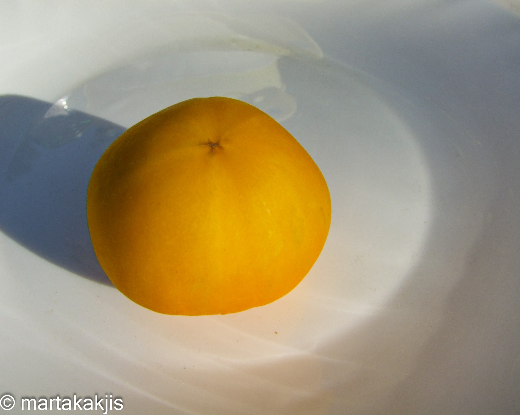 YELLOW FURRY BOAR (2023) | All | TOMATO Cat